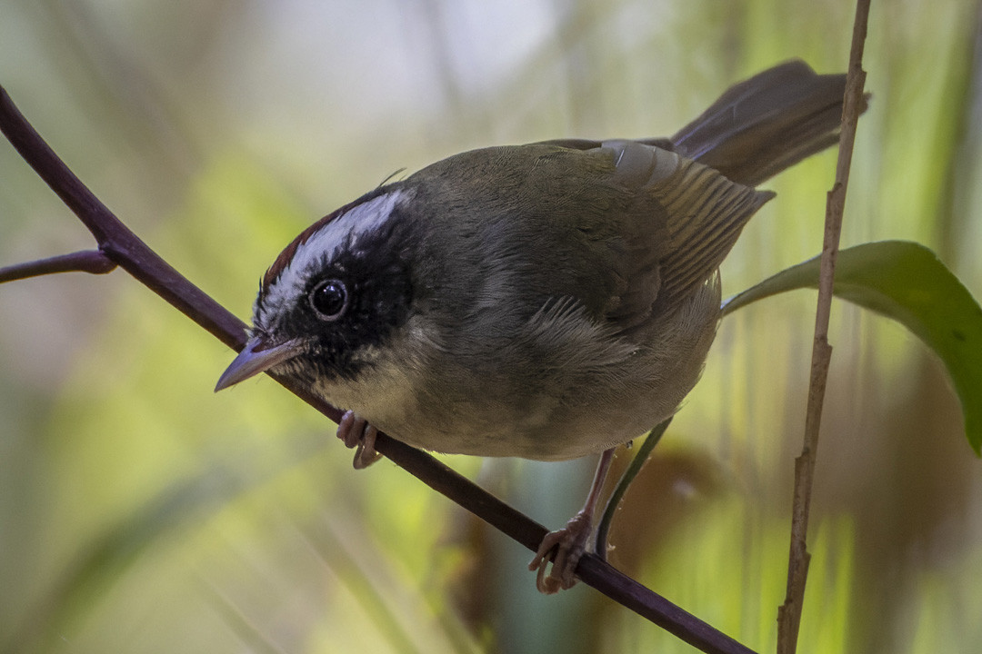 image Black-cheeked Warbler